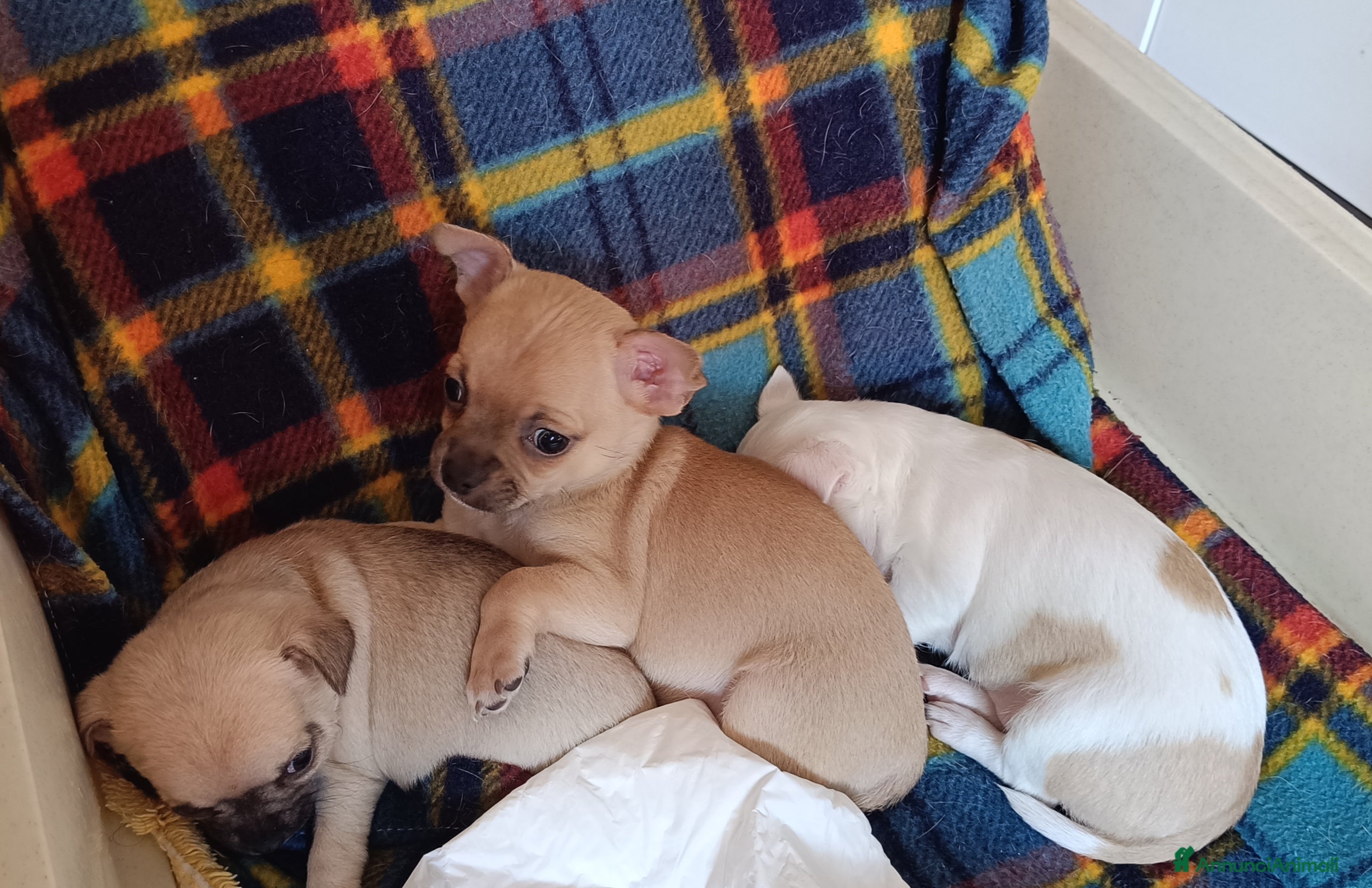 Chihuahua cani Chihuahua - Annuncio 16