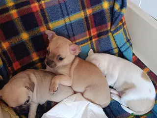 Chihuahua cani Chihuahua - Annuncio 16