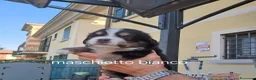 Bovaro del Bernese cani in vendita: Cuccioli bovari del bernese  - Annuncio 23
