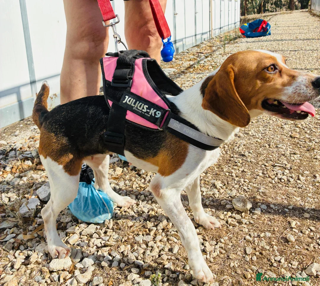 Beagle cani in regalo: Jill, un amore di Beagle a Città metropolitana di Milano - Annuncio 2