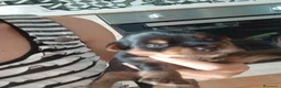 Yorkshire cani in vendita: Cuccioli maschi di yorkshire  - Annuncio 1