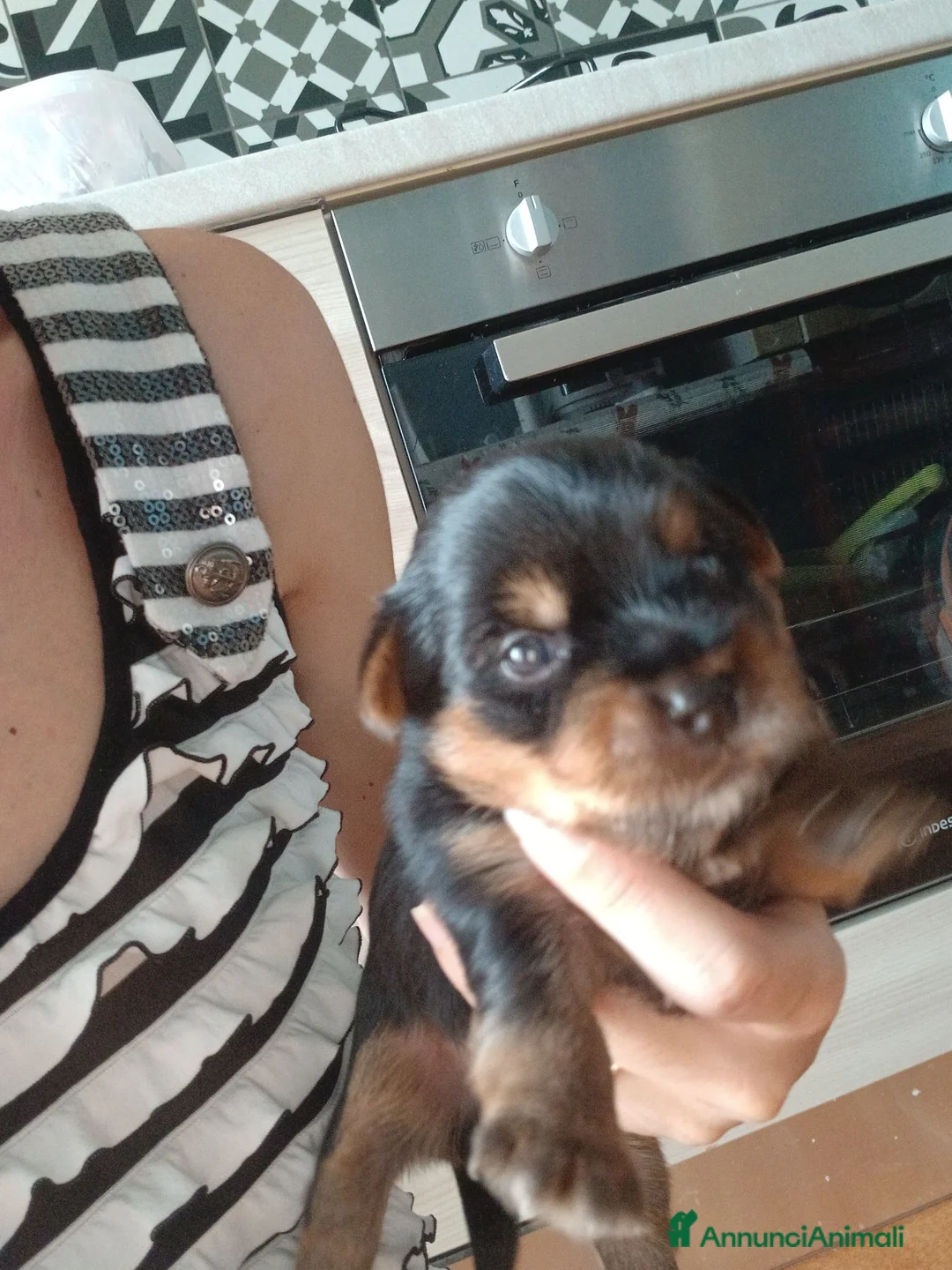 Yorkshire cani in vendita: Cuccioli maschi di yorkshire  - Annuncio 1