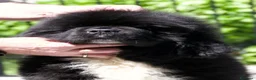 Terranova cani in vendita: CUCCIOLI TERRANOVA NERI a Valle d'Aosta - Annuncio 6