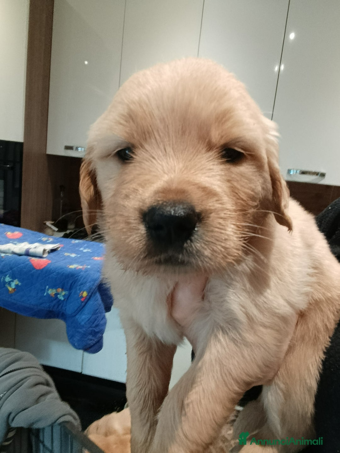 Golden Retriever cani in vendita: Cuccioli di Golden Retriever  - Annuncio 5