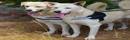 Meticcio cani in regalo: WATSON 💙 SHERLOCK 🩵 due cuori, una sola famiglia a Provincia di Bergamo - Annuncio 5