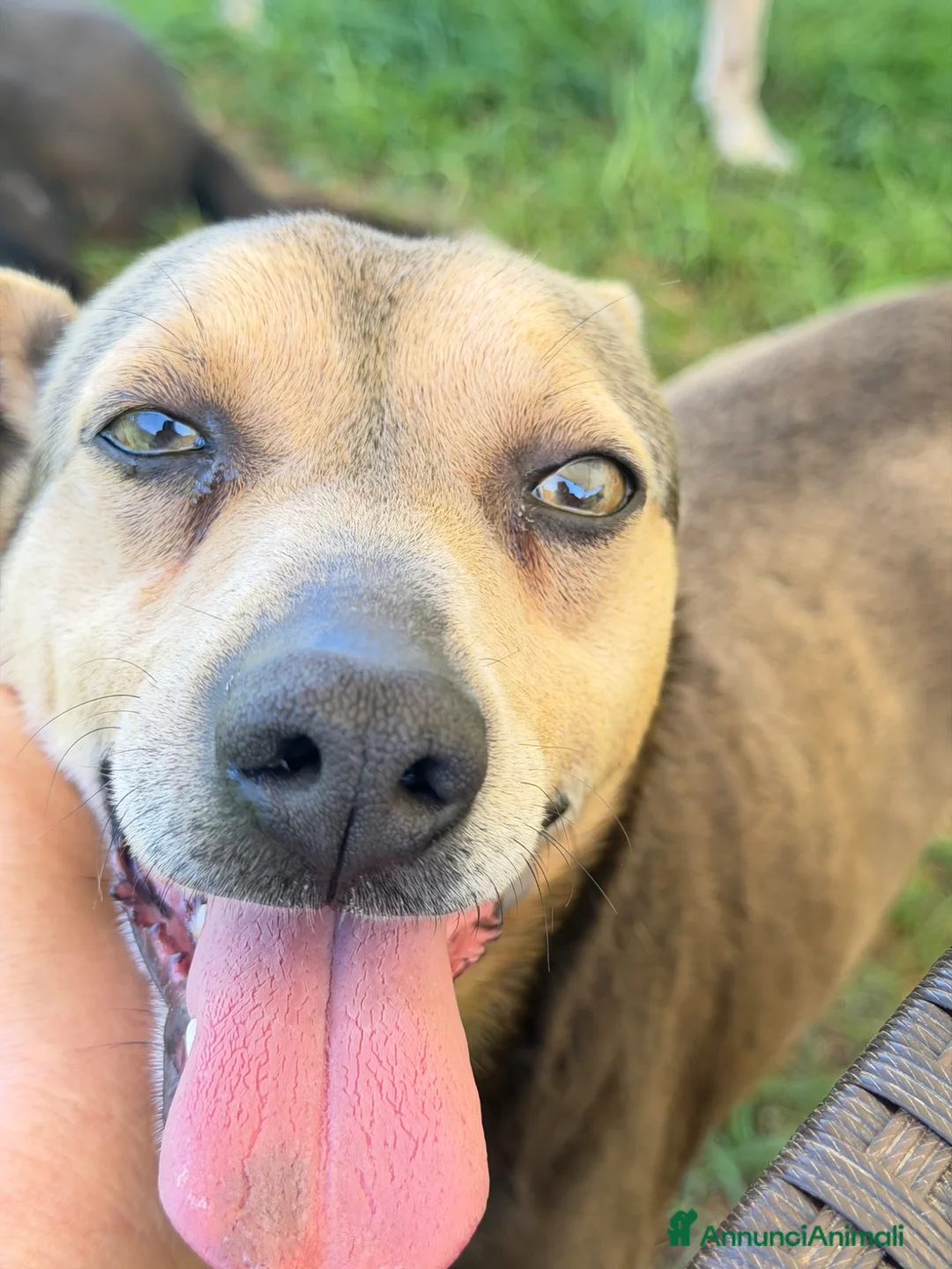 Meticcio cani in regalo: Ken taglia media a Provincia di Como - Annuncio 2