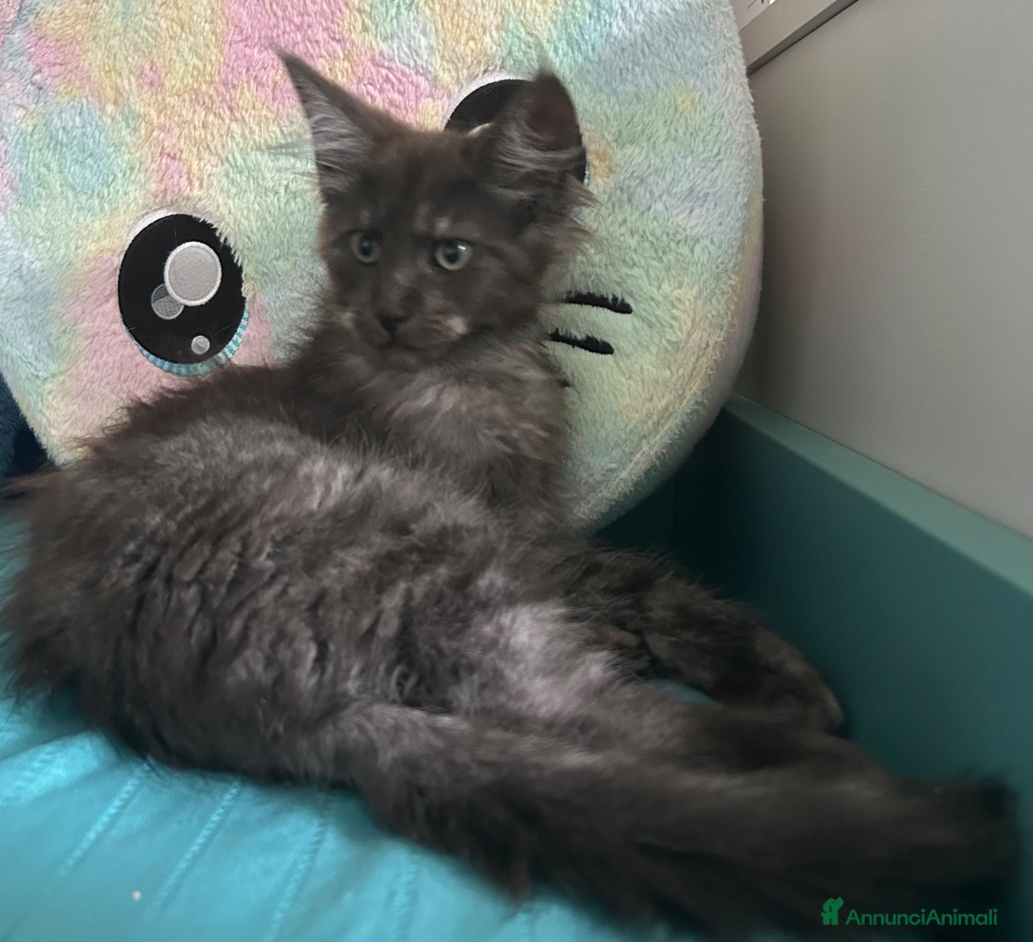 Maine Coon gatti in vendita: Maine Coon black smoke  - Annuncio 3