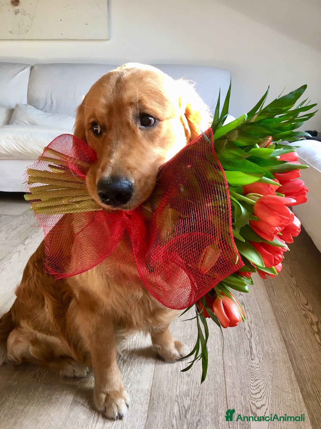 Golden Retriever cani per accoppiamento: Golden Retriever maschio, Ettore, cerca fidanzata  a Città Metropolitana di Torino - Annuncio 6