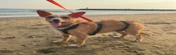 Meticcio cani in regalo: Agata dolce cagnolina taglia piccola cerca casa  - Annuncio 3