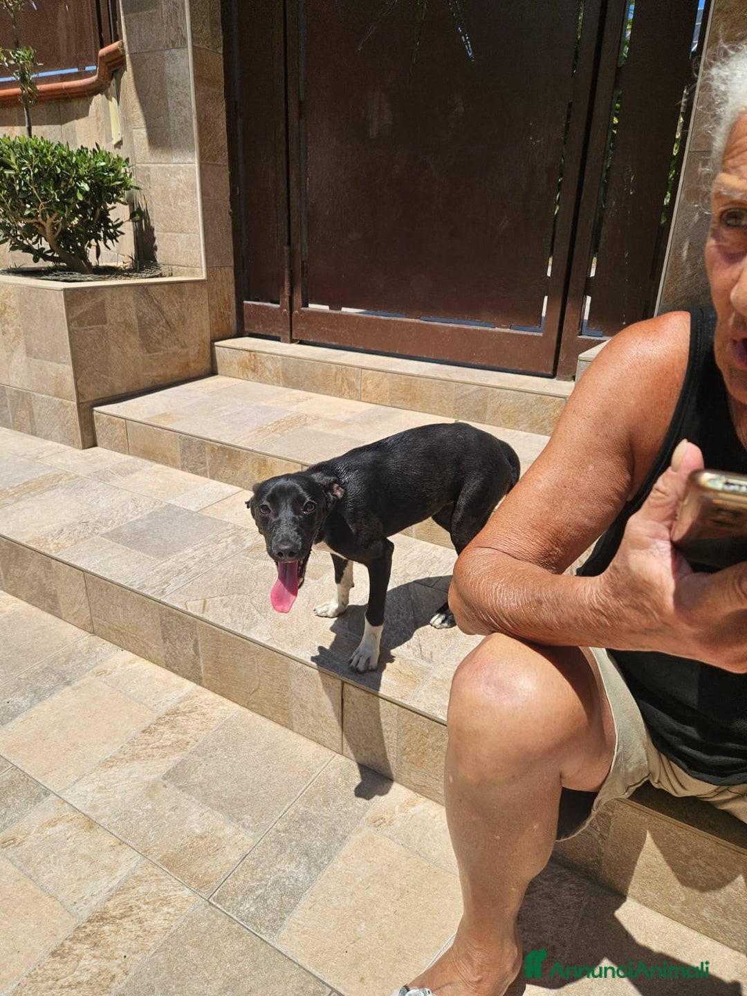 Meticcio cani in regalo: Beatrice: cucciolotta taglia contenuta socievole  a Città Metropolitana di Genova - Immagine 13