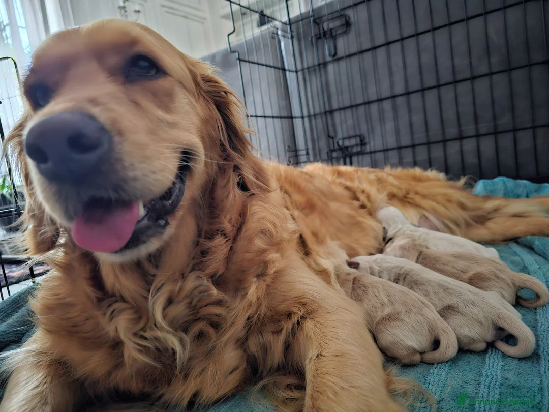 Golden Retriever cani in vendita: Cucciole Golden Retriever  - Annuncio 1