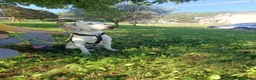 Meticcio cani in regalo: Pluto  - Annuncio 3