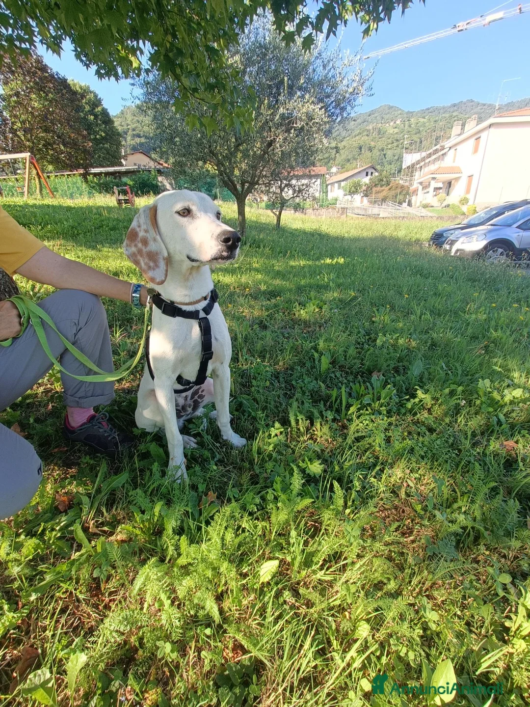 Meticcio cani in regalo: Pluto  - Annuncio 3