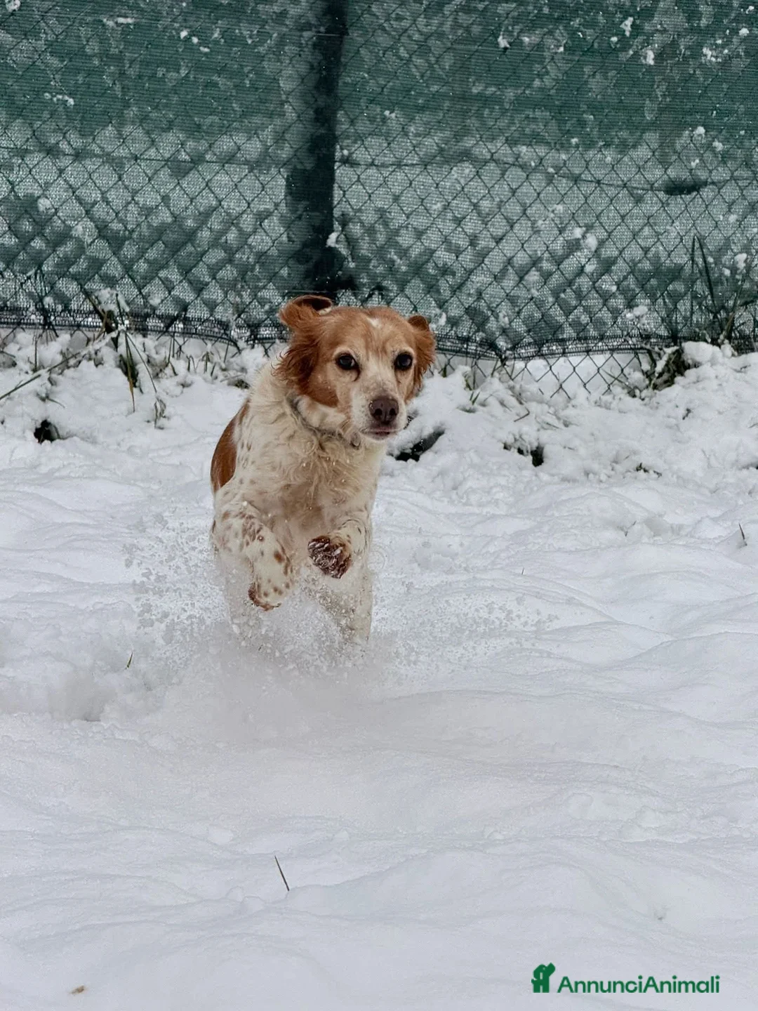 Meticcio cani in regalo: Dora cerca casa - Annuncio 2
