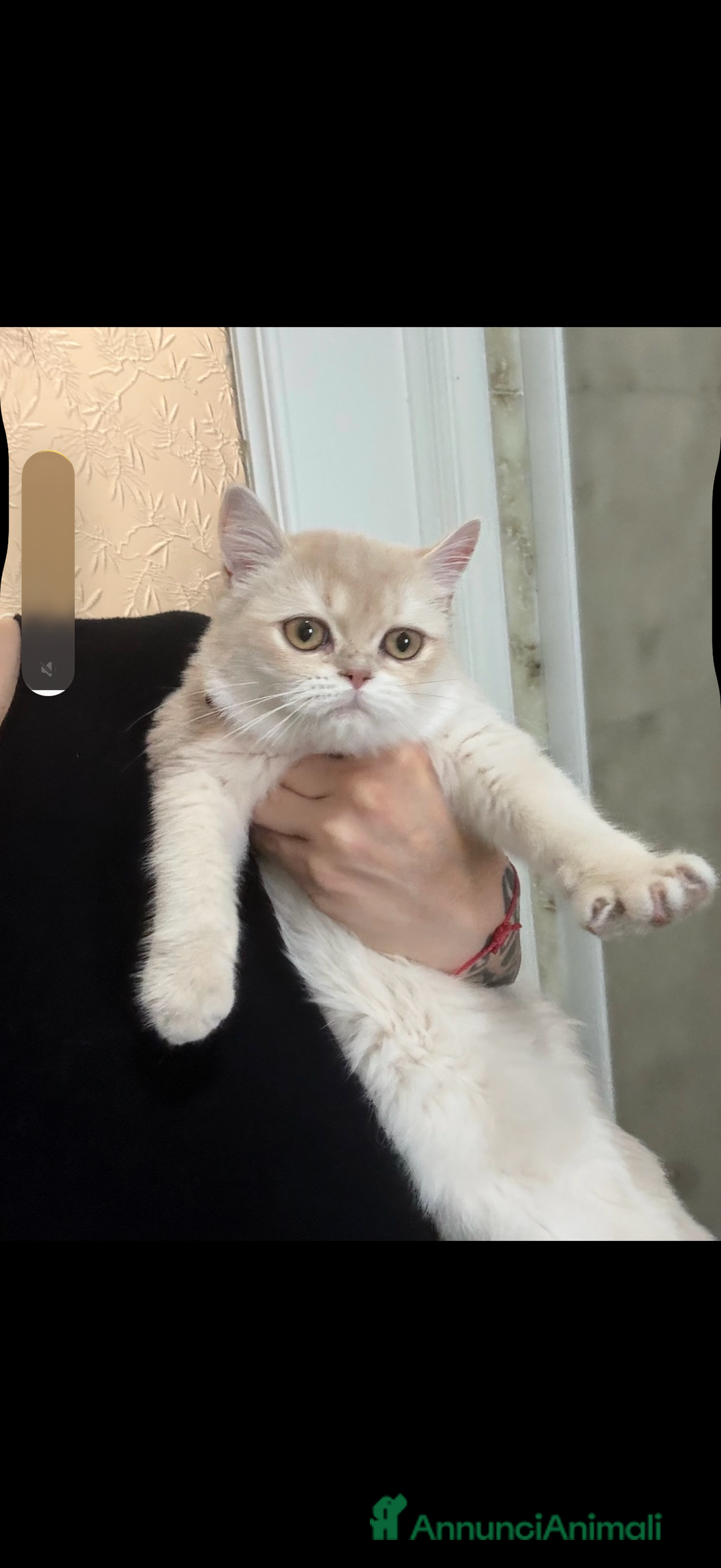 British gatti in vendita: British femmina Golden  - Annuncio 2