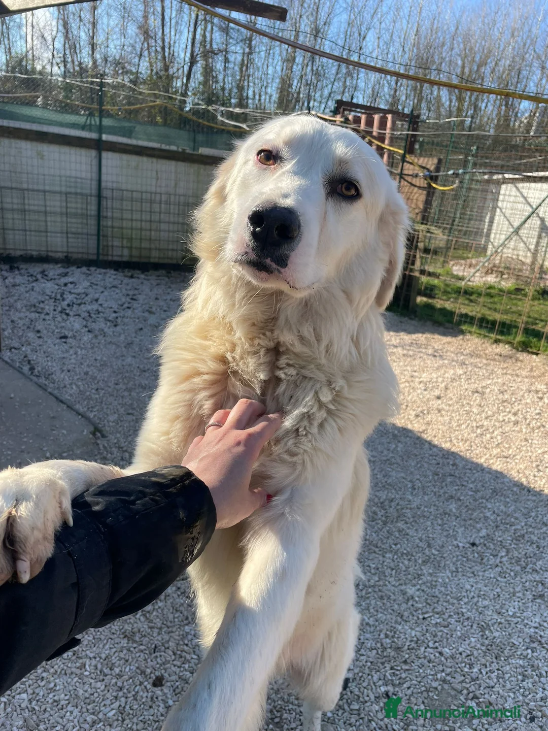 Meticcio cani in regalo: SUPER COCCOLONE ; ADOTTA OSLO - Annuncio 2