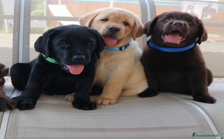 Labrador cani cucciolo di labrador nero - Annuncio 1