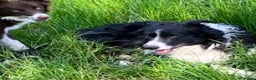 Border Collie cani in vendita: CUCCIOLI BORDER COLLIE - Annuncio 2