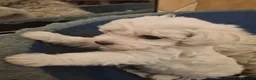 Maltese cani in vendita: Maltesi Toy cuccioli  - Annuncio 7
