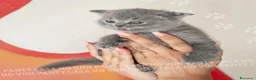 British gatti in vendita: Cuccioli British Shorthair con Pedigree - Annuncio 25