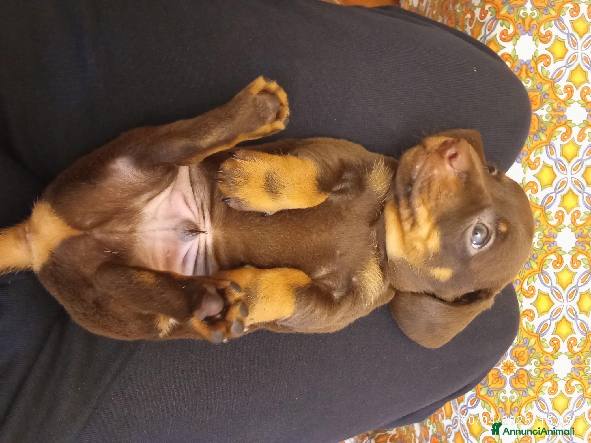 Bassotto cani Bassotto cioccolato maschio.  - Annuncio 12