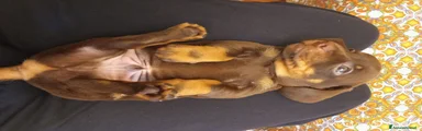 Bassotto Cucciolo 1