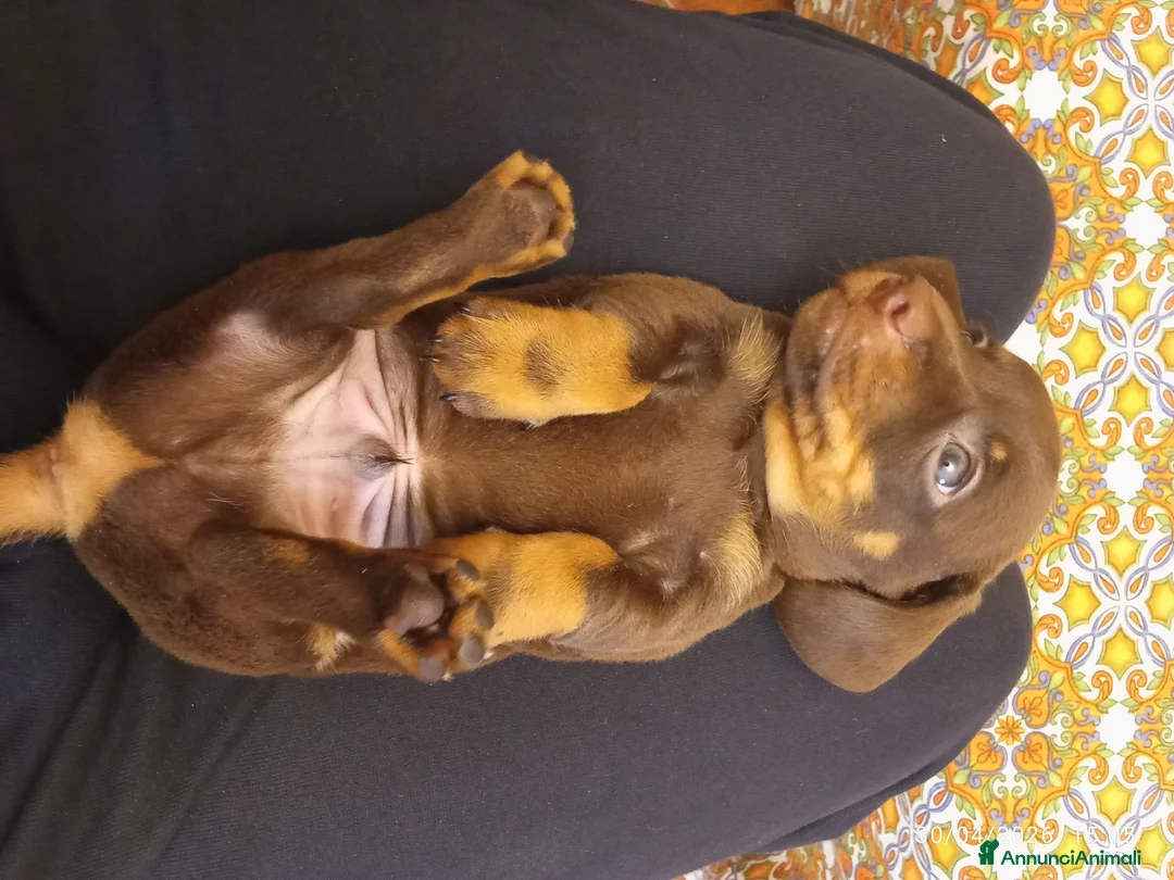 Bassotto cani in vendita: Bassotto cioccolato maschio.  - Annuncio 1