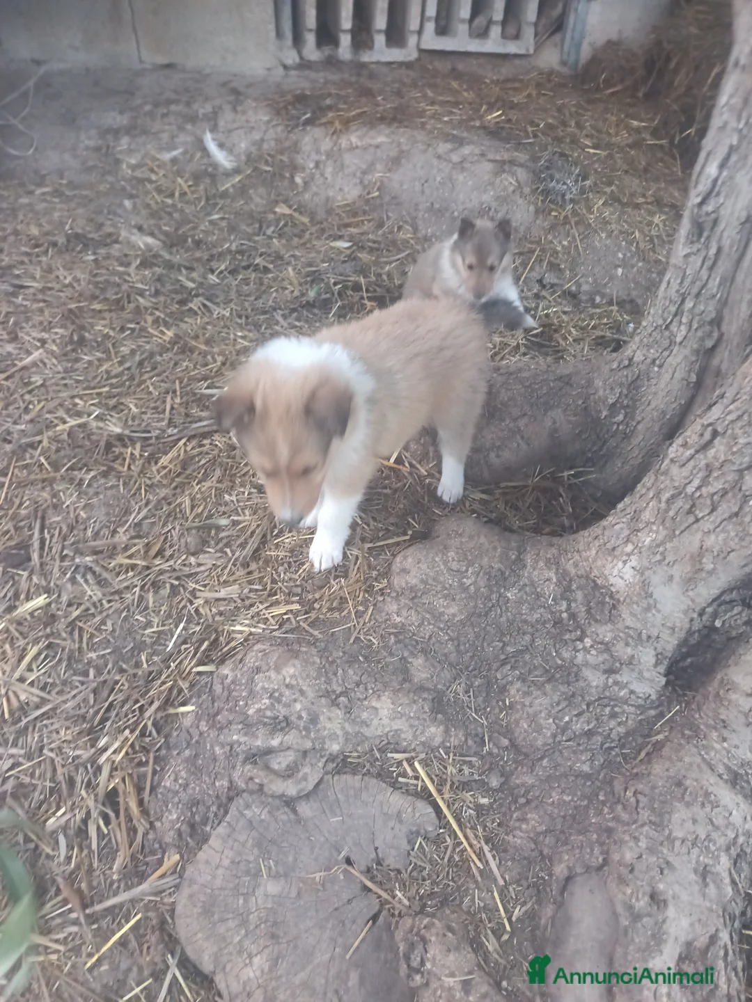 Collie cani in vendita: Pastore scozzese (lessie) - Annuncio 2