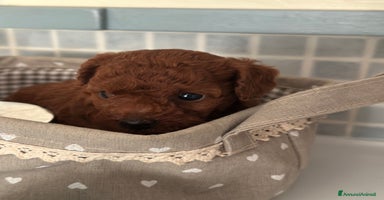 Barboncino cani a Provincia di Pistoia - Annuncio 14