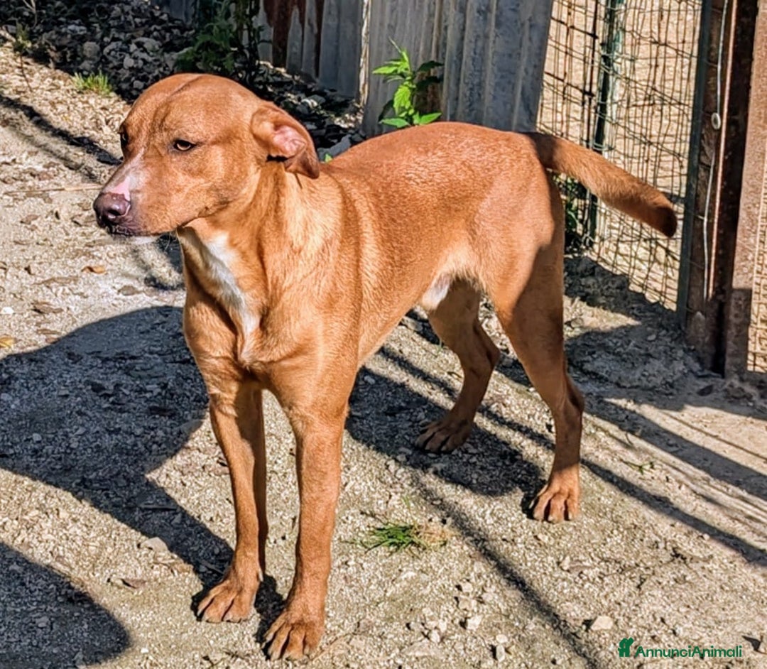 Meticcio cani in regalo: CORFU' : APRITE QUELLA GABBIA a Provincia di Verona - Annuncio 7