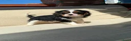 Cavalier King cani in vendita: Cuccioli di Cavalier King Charles Spaniel - Annuncio 11