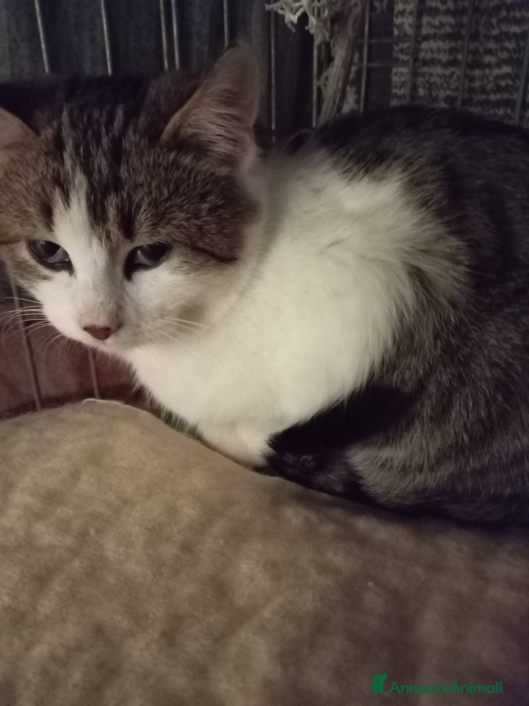 Europeo gatti in regalo: gatto tre mesi maschio🖤 - Annuncio 2