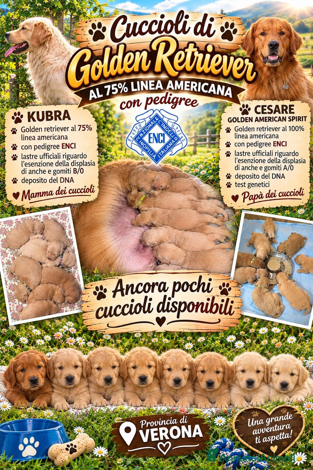 Golden Retriever cani  Golden retriever pedigree ENCI 90% americani  - Annuncio 1