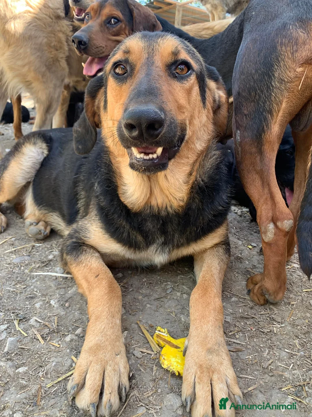 Meticcio cani in regalo: AISHAN, tenero e dimenticato da tutti. - Annuncio 2
