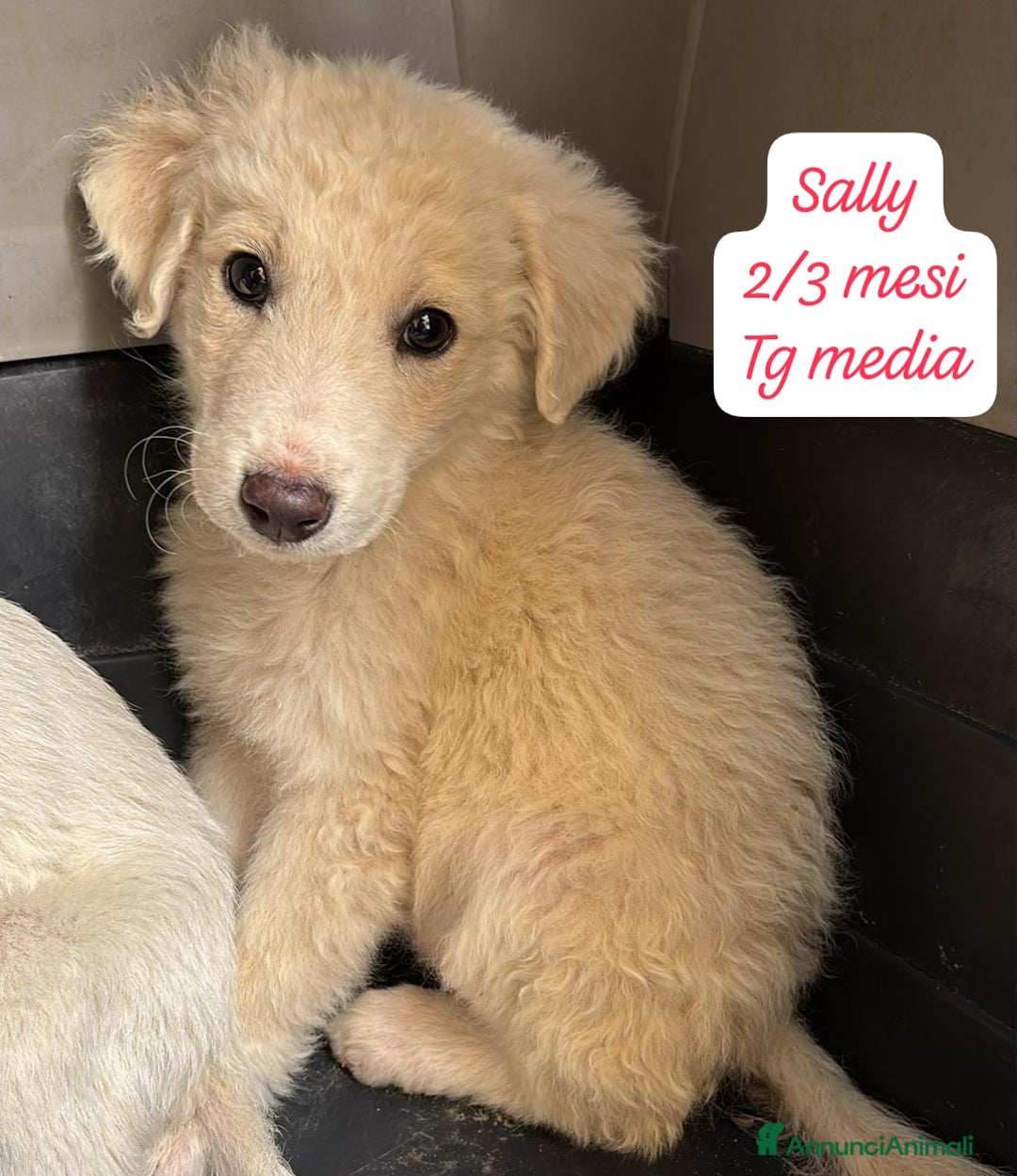 Meticcio cani in regalo: Tantissimi cuccioli da salvare  - Annuncio 1