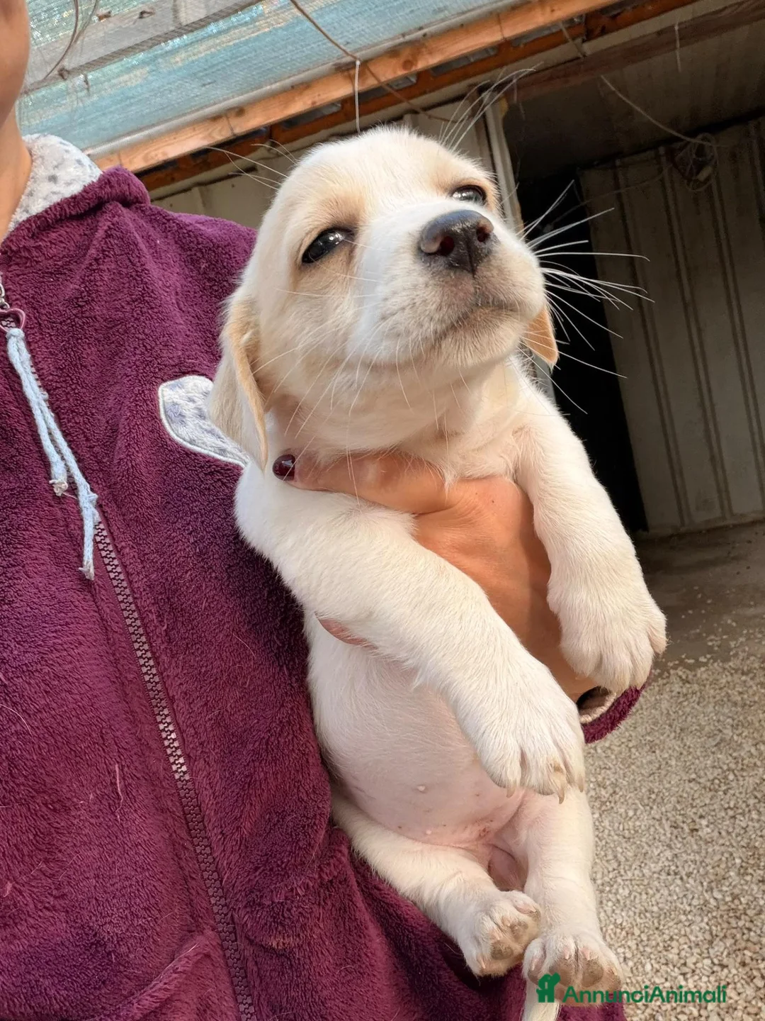 Meticcio cani in regalo: LA TENERA MENTINA - Annuncio 2