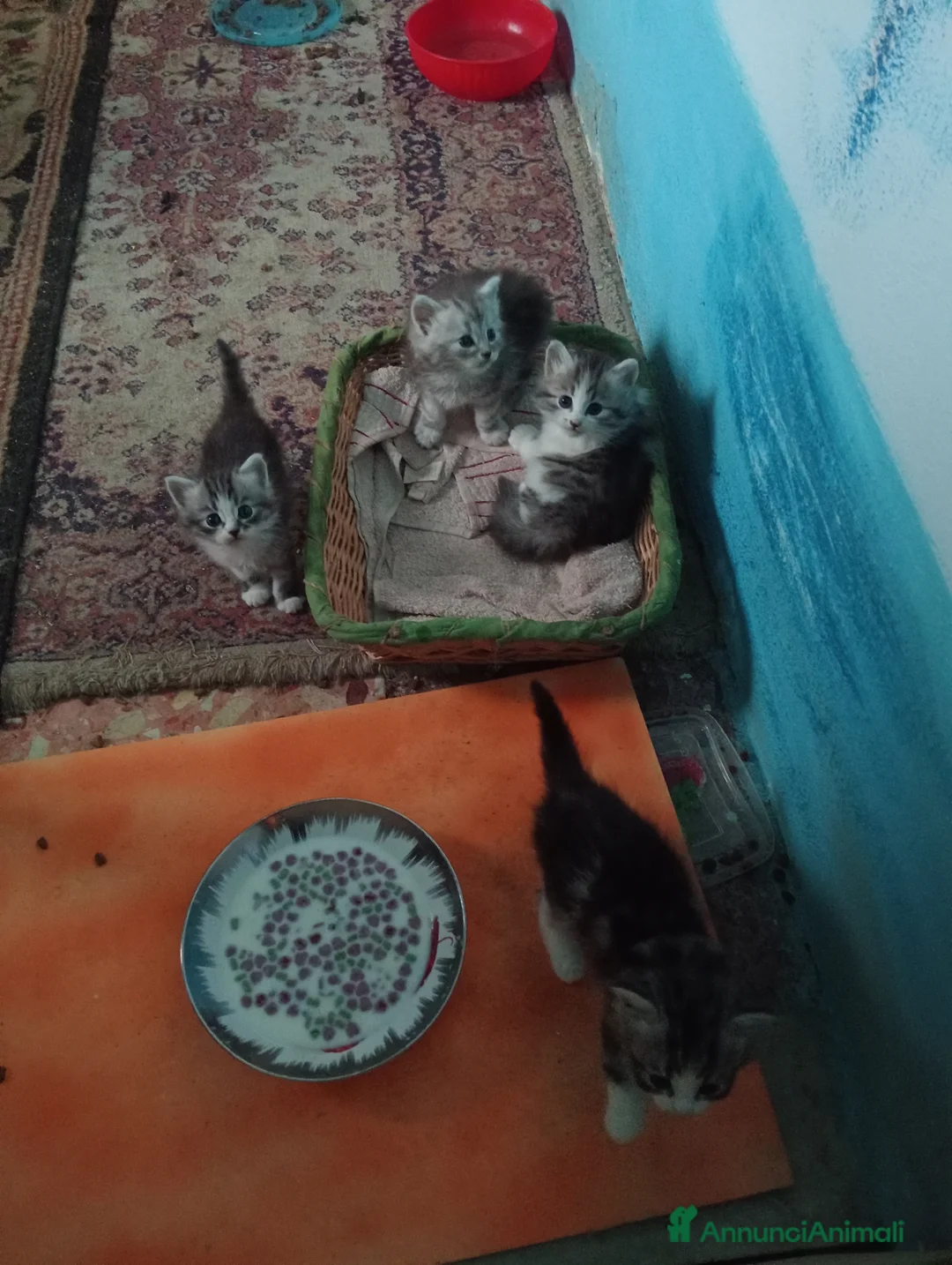 Immagine della galleria {{count}}