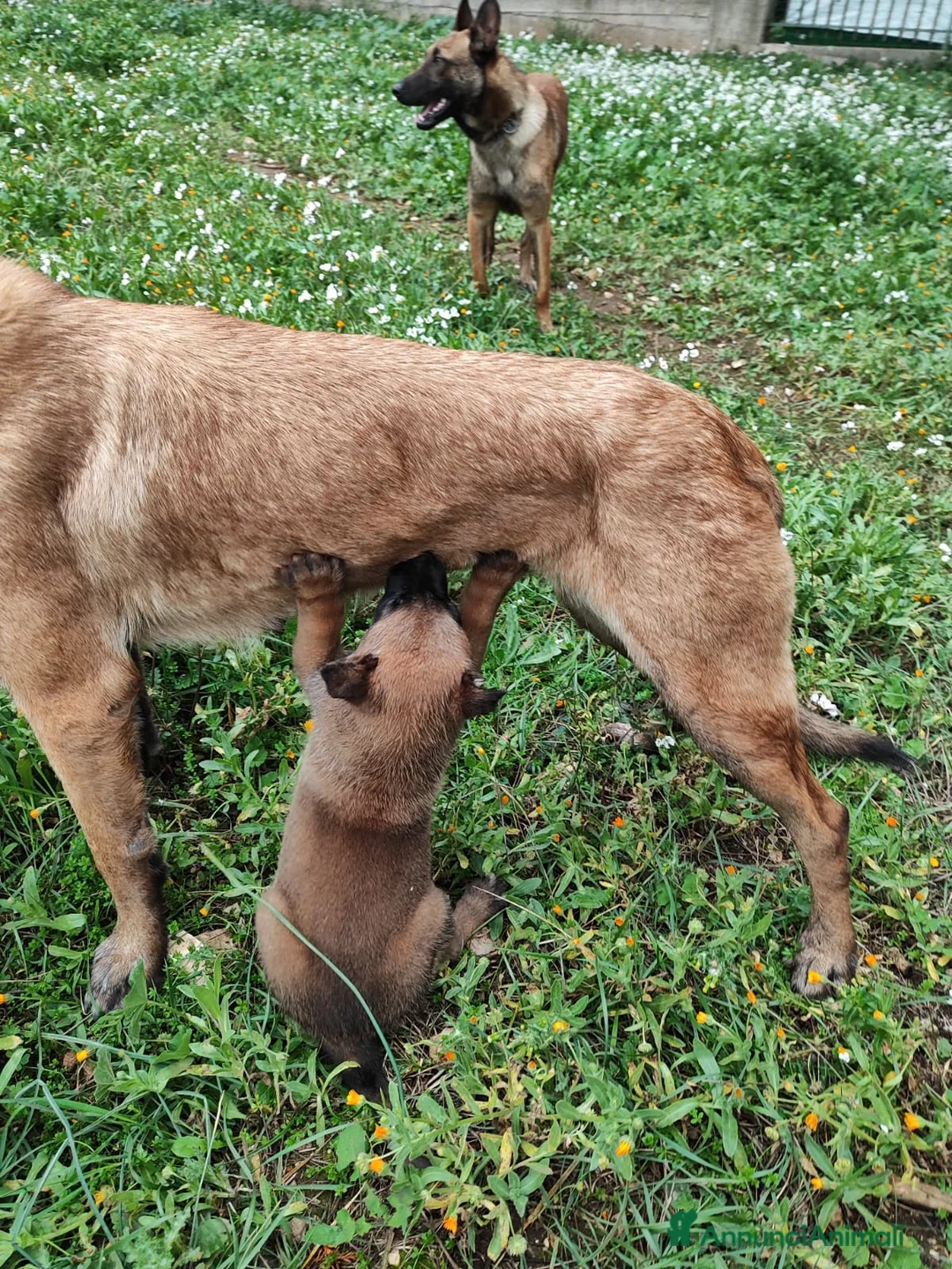 Pastore Belga cani in vendita: Allevamento Pastore Belga Malinois Bari Puglia a Città Metropolitana di Bari - Annuncio 6