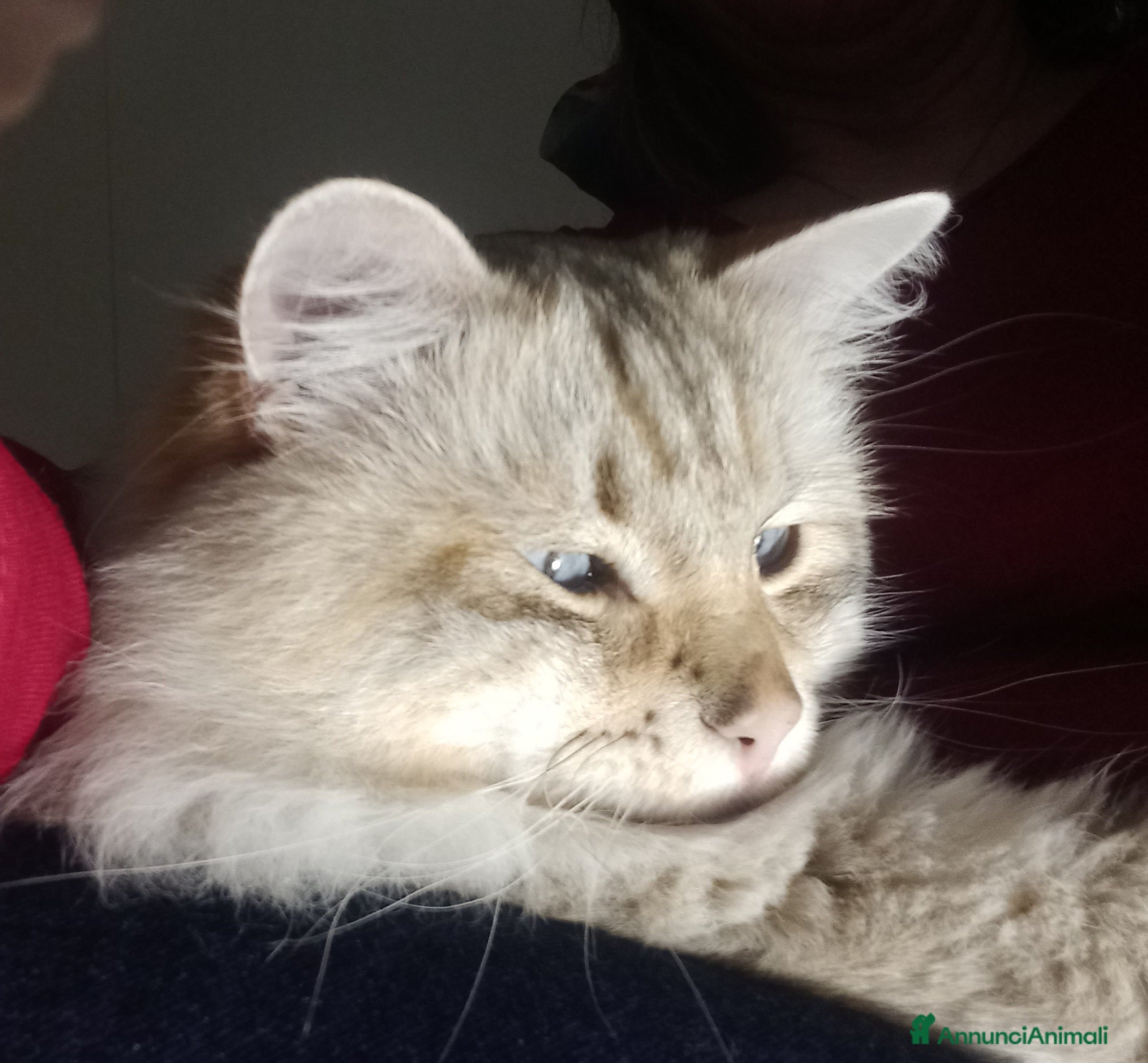 Siberiano gatti Micione Neva Masquerade  - Annuncio 1