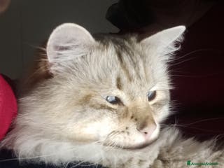 Siberiano gatti Micione Neva Masquerade - Annuncio 1