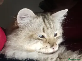 Siberiano gatti Micione Neva Masquerade - Annuncio 1