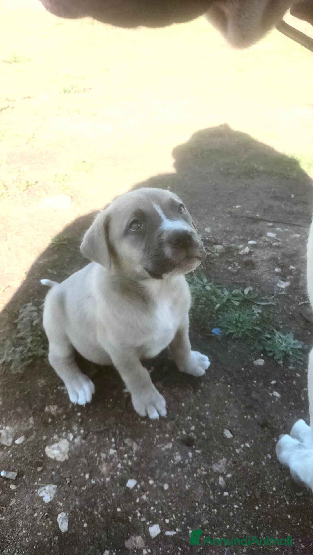 Cane Corso cani in vendita: Cuccioli di cane corso  - Annuncio 4