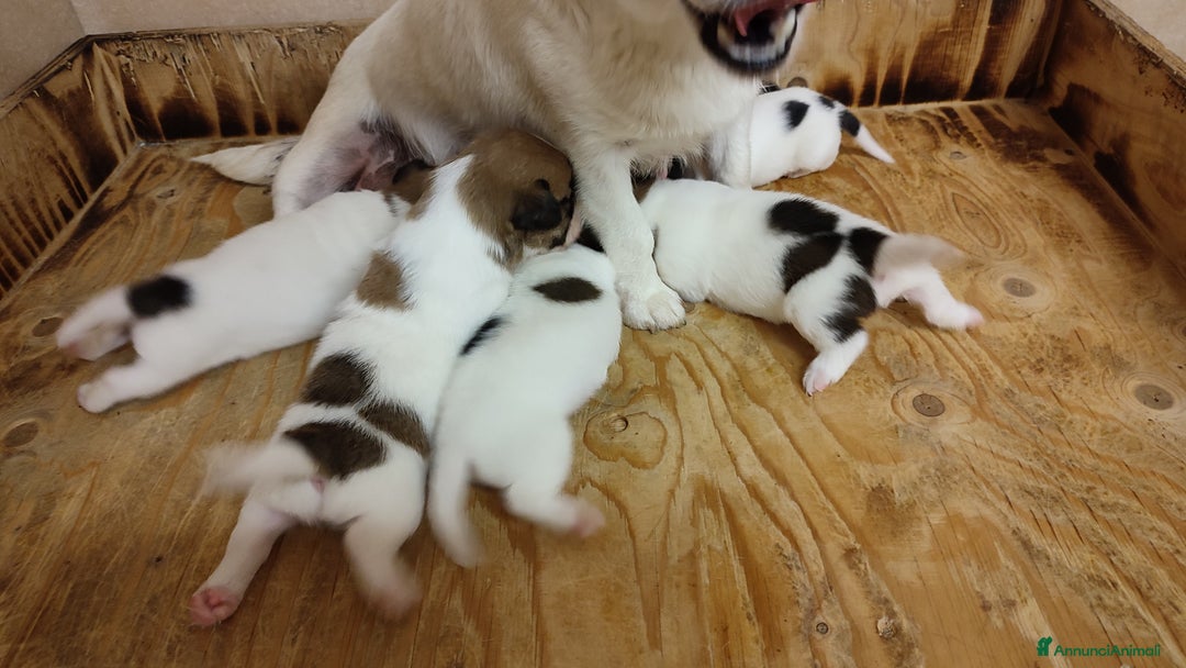 Jack Russell cani in vendita: Cuccioli di jack Russell a Province of Treviso - Immagine 8