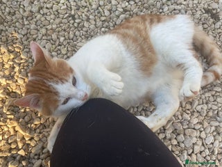 Meticcio gatti SONO RIMASTO SOLO, MI ADOTTI? - Annuncio 1