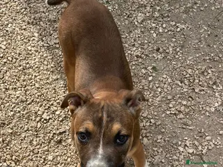 Meticcio cani CHOCO DOLCISSIMO PIT - Annuncio 1