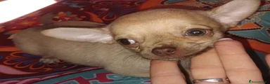 Caramello