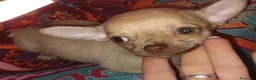 Chihuahua cani in vendita: Caramello - Annuncio 4