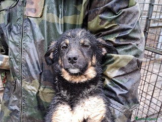 Altre razze cani Grace ed Elsa, dolci sorelline, 8 kg, 11 mesi a Città metropolitana di Roma Capitale - Annuncio 15