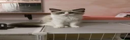 Ragdoll gatti in vendita: Cucciolo ma Seal bicolor  - Annuncio 2