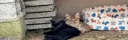 Meticcio gatti in regalo: Gattine a Provincia di Treviso - Annuncio 4